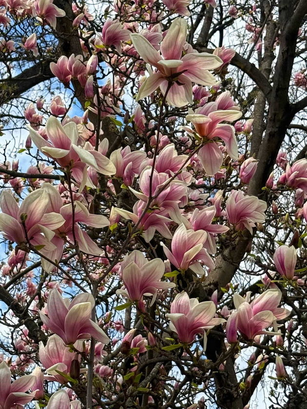 magichna-gletka-rascvetaa-magnoliite-vo-ohrid-i-skopje-foto-04.jpg