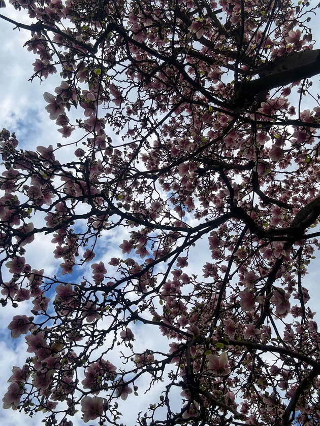 magichna-gletka-rascvetaa-magnoliite-vo-ohrid-i-skopje-foto-05.jpg