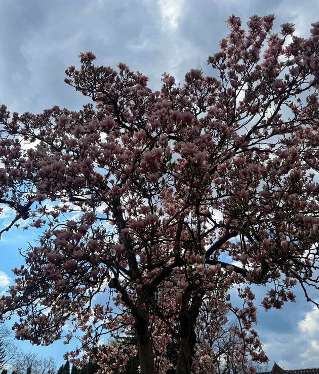 magichna-gletka-rascvetaa-magnoliite-vo-ohrid-i-skopje-foto-06.jpg