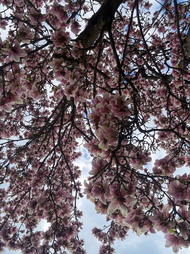 magichna-gletka-rascvetaa-magnoliite-vo-ohrid-i-skopje-foto-07.jpg