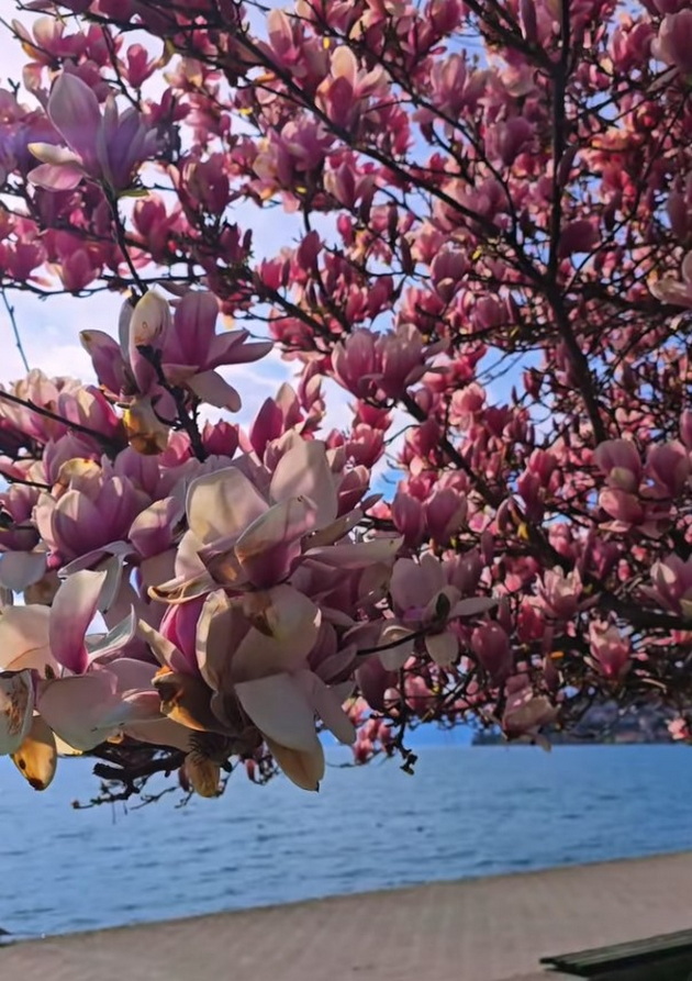 magichna-gletka-rascvetaa-magnoliite-vo-ohrid-i-skopje-foto-12.jpg
