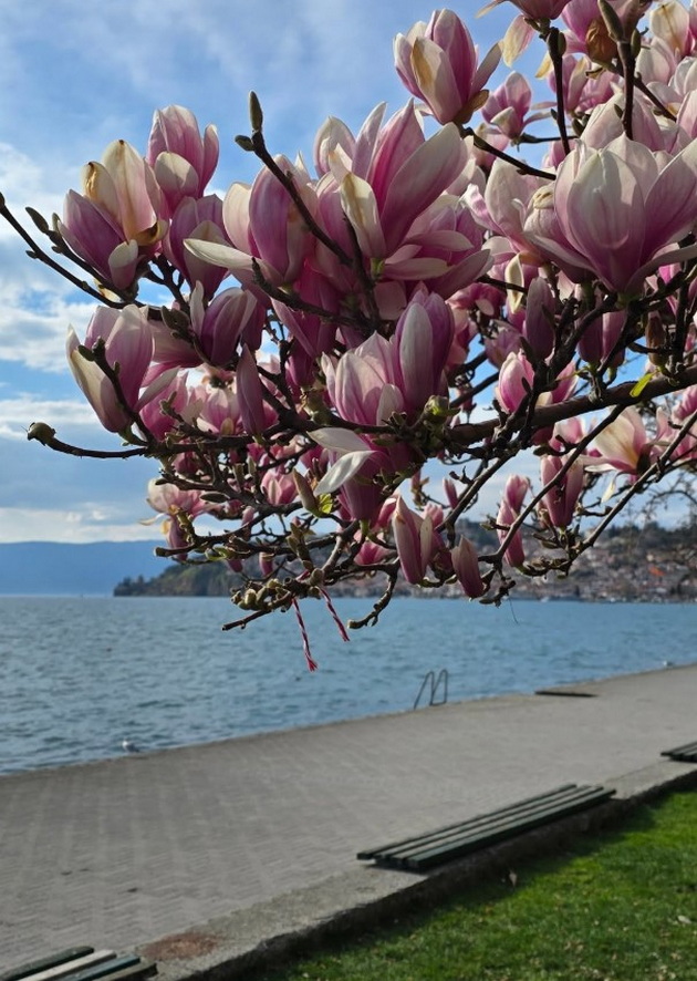 magichna-gletka-rascvetaa-magnoliite-vo-ohrid-i-skopje-foto-13.jpg