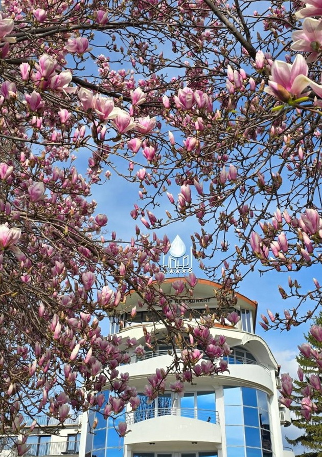 magichna-gletka-rascvetaa-magnoliite-vo-ohrid-i-skopje-foto-14.jpg