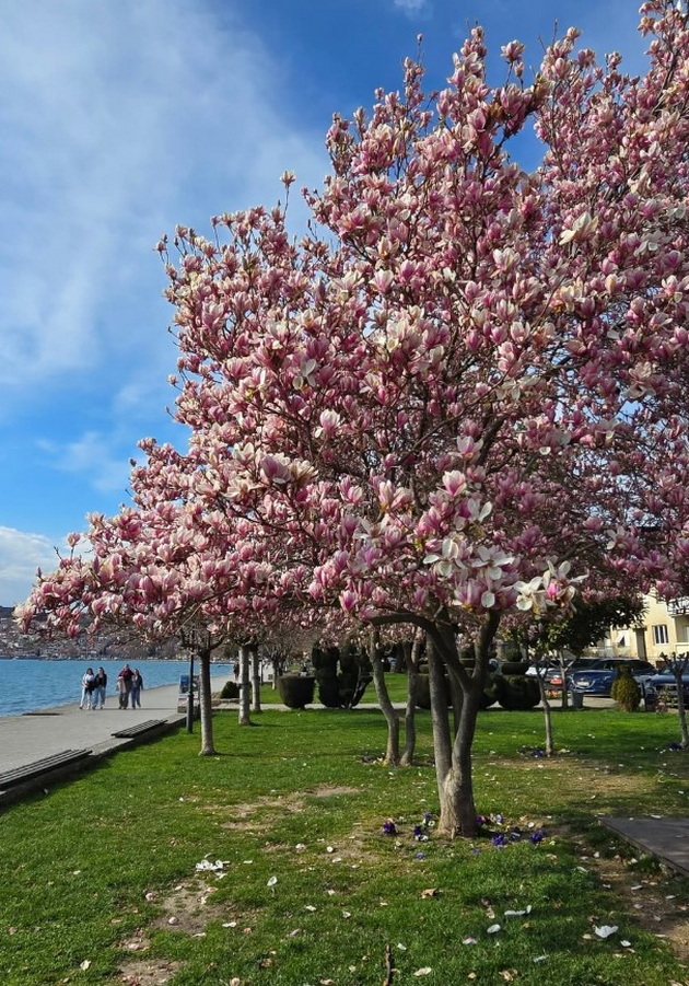 magichna-gletka-rascvetaa-magnoliite-vo-ohrid-i-skopje-foto-15.jpg