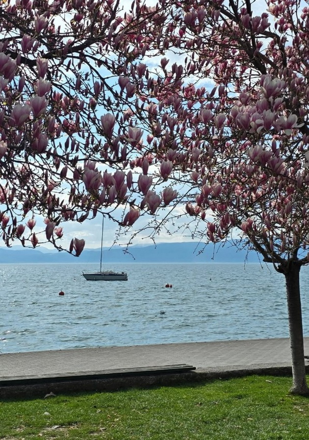 magichna-gletka-rascvetaa-magnoliite-vo-ohrid-i-skopje-foto-16.jpg
