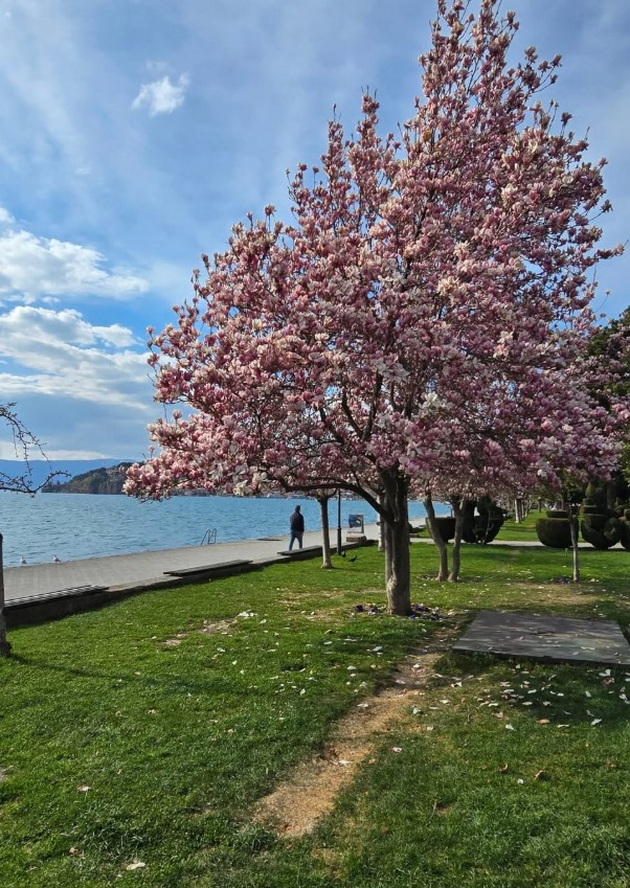magichna-gletka-rascvetaa-magnoliite-vo-ohrid-i-skopje-foto-17.jpg