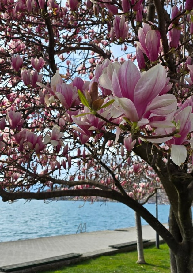 magichna-gletka-rascvetaa-magnoliite-vo-ohrid-i-skopje-foto-18.jpg