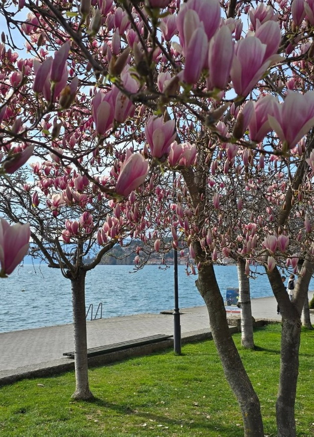 magichna-gletka-rascvetaa-magnoliite-vo-ohrid-i-skopje-foto-19.jpg