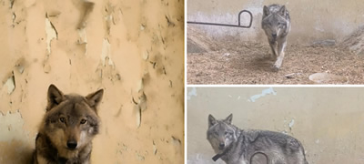 zhivotnoto-shto-beshe-zaloveno-vo-kozle-e-volk-a-ne-kuche-od-zoo-skopje-objavi-detali-povekje01.jpg