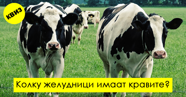 kviz-dali-ste-ekspert-koj-znae-se-za-kravite-01.jpg