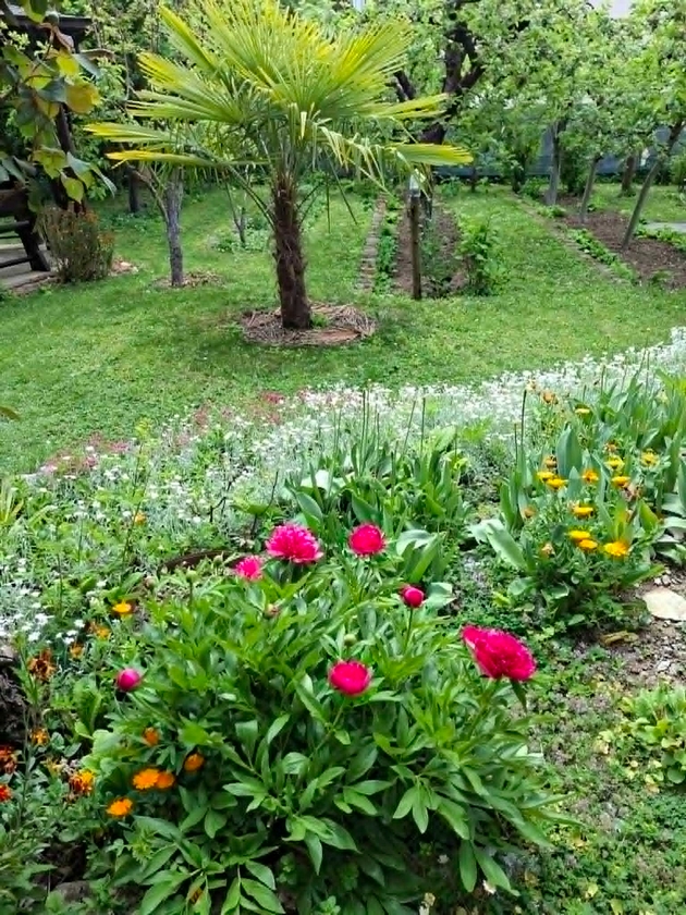 vo-dvorot-na-dobrila-od-ohrid-zelen-raj-so-mnogu-cvekjinja-i-furna-7.JPG