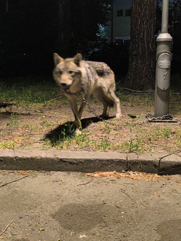 zaloven-volk-so-skopskata-naselba-kozle-nekoj-go-chuval-kako-milenik-sega-e-zgrizhen-e-vo-zoo-skopje02.JPG
