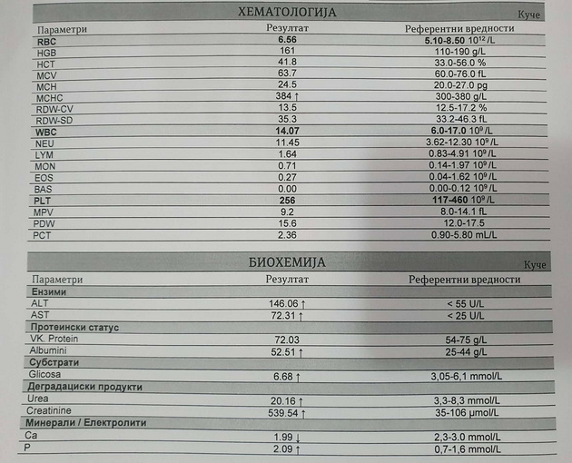 kuche-od-rasa-bishon-2-jadelo-suvo-grozje-nash-veterinar-so-eho-snimka-i-apel-suvoto-grozje-e-toksichno-za-kuchinjata-05.jpg