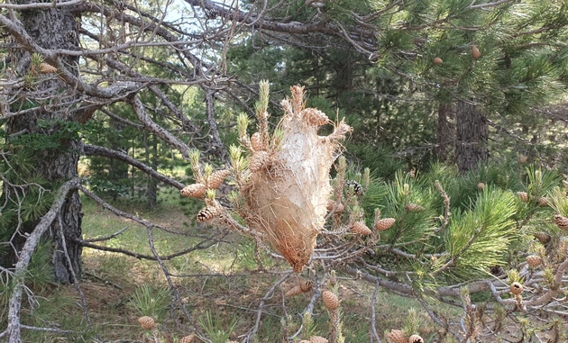 kolku-se-opasni-gasenicite-borov-chetnik-i-shto-da-pravite-ako-gi-imate-vo-dvorot-06.JPG