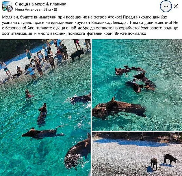 bugarska-turistka-bila-kasnata-od-divo-prase-na-plazha-na-grchki-ostrov-kade-otishla-na-ednodnevo-krstarenje-od-lefkada-02.jpg