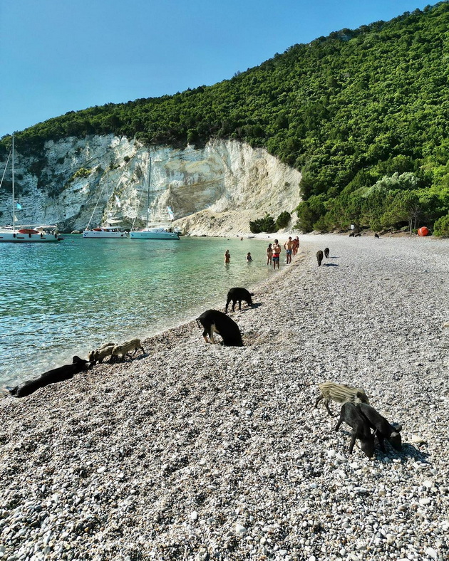 bugarska-turistka-bila-kasnata-od-divo-prase-na-plazha-na-grchki-ostrov-kade-otishla-na-ednodnevo-krstarenje-od-lefkada-03.jpg