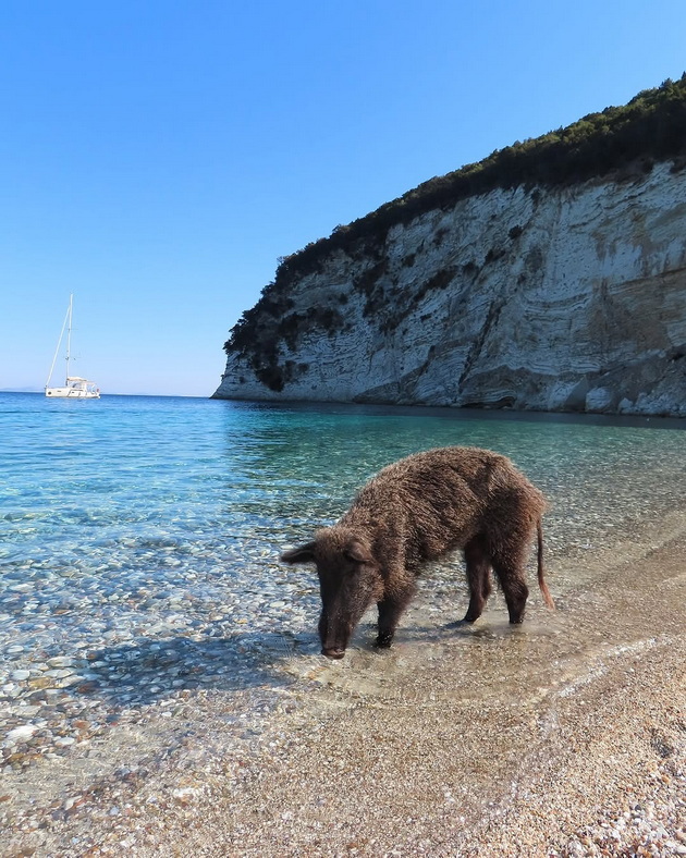 bugarska-turistka-bila-kasnata-od-divo-prase-na-plazha-na-grchki-ostrov-kade-otishla-na-ednodnevo-krstarenje-od-lefkada-04.jpg