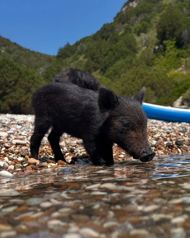 bugarska-turistka-bila-kasnata-od-divo-prase-na-plazha-na-grchki-ostrov-kade-otishla-na-ednodnevo-krstarenje-od-lefkada-07.jpg