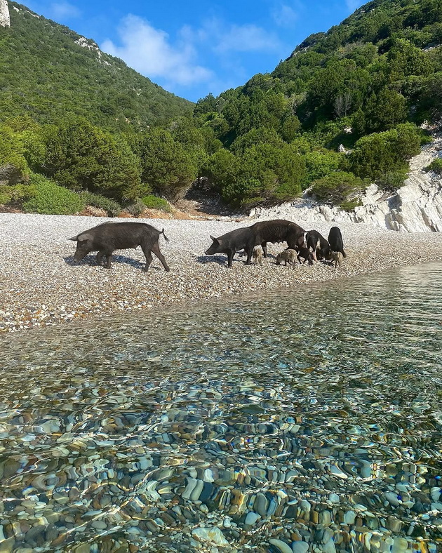 bugarska-turistka-bila-kasnata-od-divo-prase-na-plazha-na-grchki-ostrov-kade-otishla-na-ednodnevo-krstarenje-od-lefkada-08.jpg