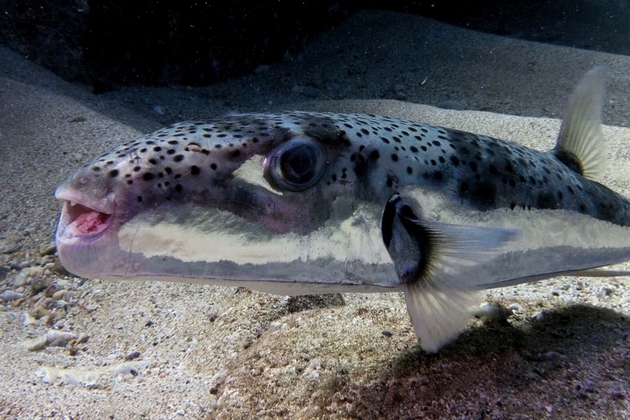 lagocephalus-sceleratus-israel-photo-oren-klein-24.01.15.JPG