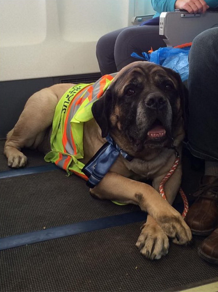 Как перевозятся крупные собаки. Собака в самолете. Провоз собаки в самолете. Служебная собака в салоне самолета. Большая собака в самолете.