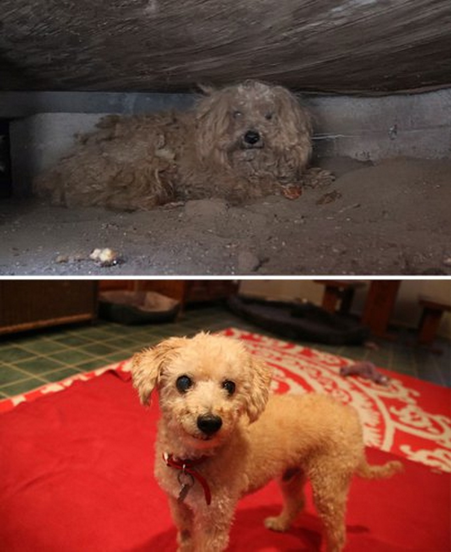 Спаси собаку можно. Бездомные собаки до и после. Спасенные собаки до и после. Бездомные животные до и после.