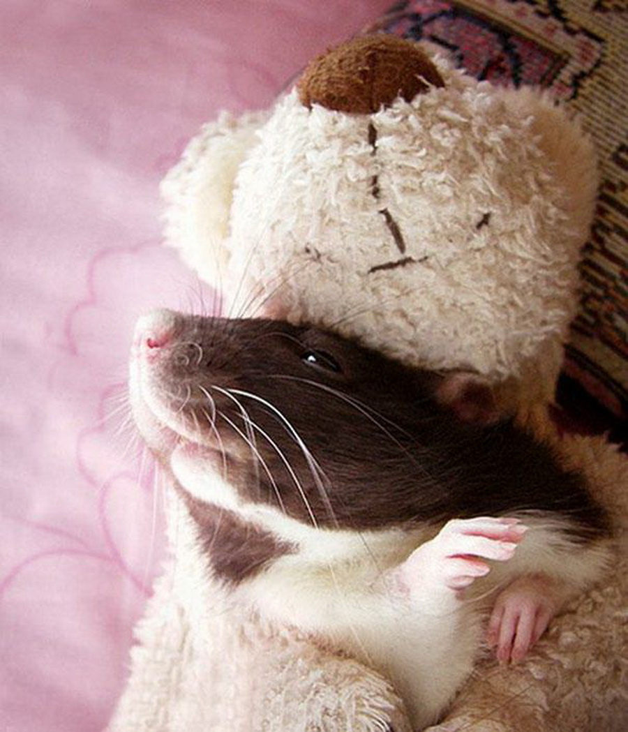 Спокойной мыши. Милые мышки. Добрая крыса. Милые крыски.