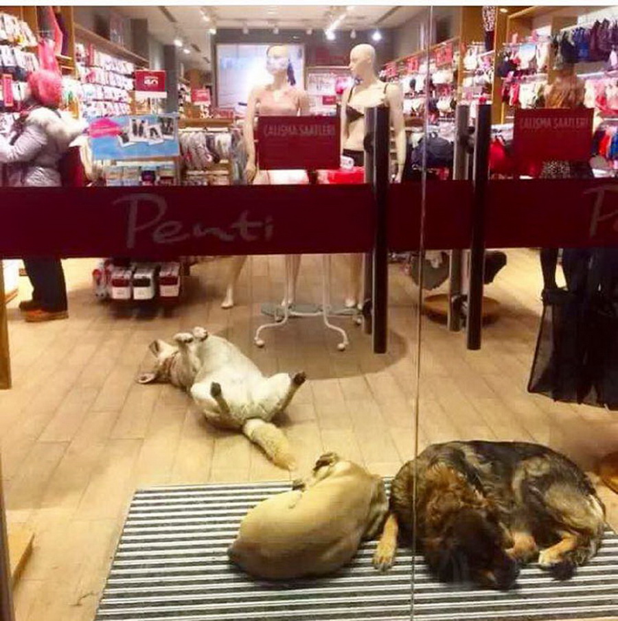 Можно с собаками в тц. Собака в магазине. Собаки в Турции в магазинах. Собаки в Стамбуле. Бездомные собаки в Стамбуле.