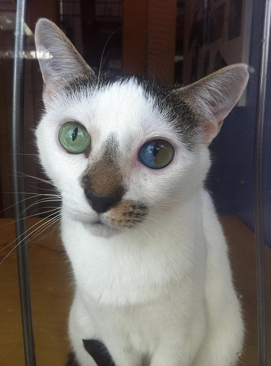 Картинки Кошки С Разными Глазами