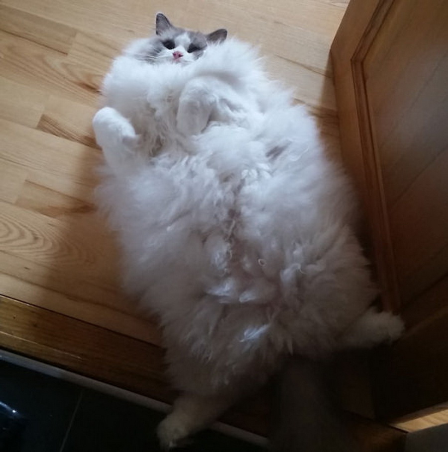 Фотографии Пушистых Котов