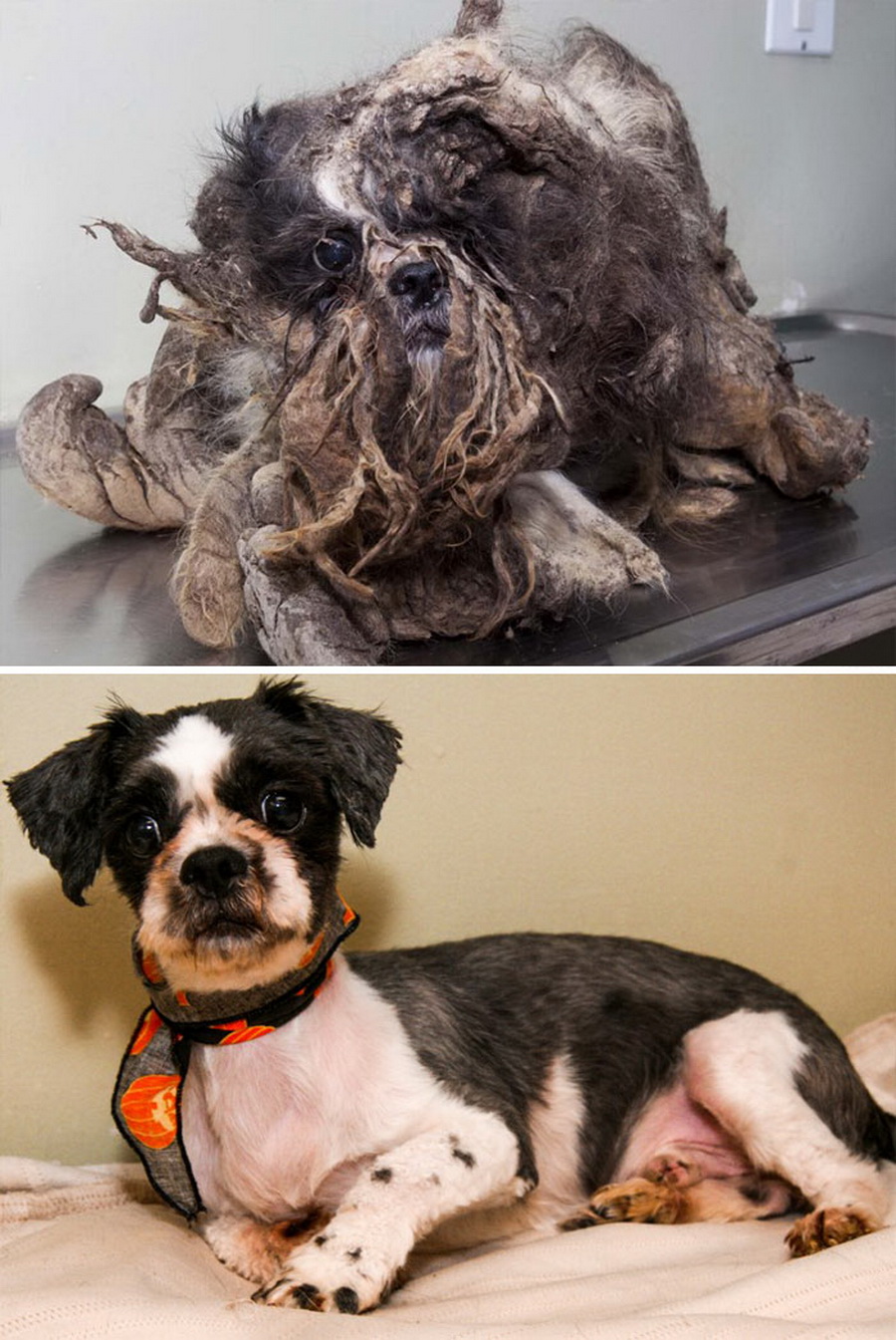 Спаси собаку можно. Животные до и после спасения. Собаки до и после спасения. Бездомные животные до и после.