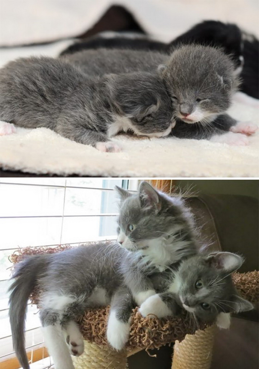 Как вырастают котята. Котенок вырос. Котята которые выросли. Подросшие котята. Маленьких котят которые растут.