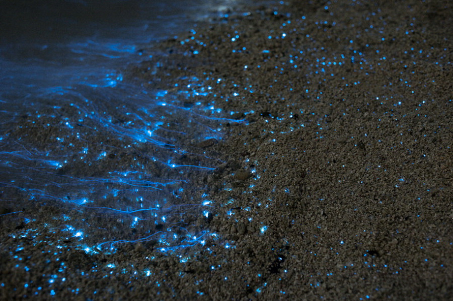 Г фитопланктон. Остров Ваадху Мальдивы. Биолюминесценция. Светящийся планктон под микроскопом. Фитопланктон.