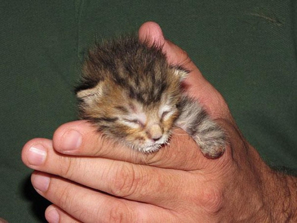 Крошечные лапки. Совсем маленькие котята. Котята на маленьких лапках. Маленькие котята совсем маленькие. Котята с малюсенькими лапками.