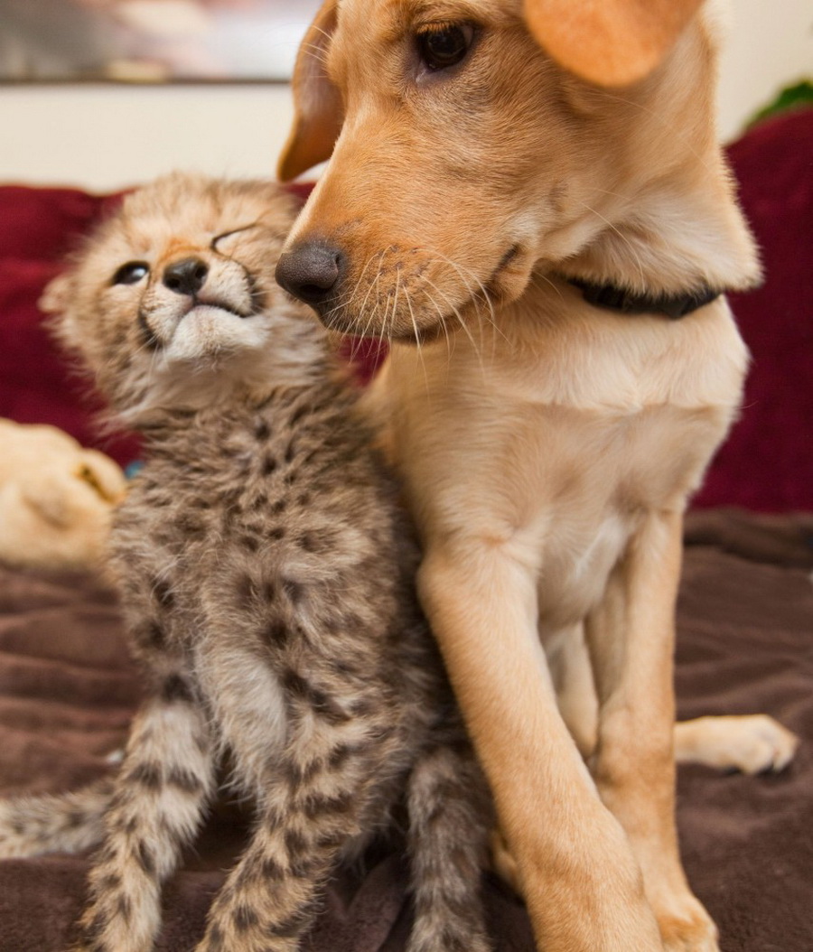 Cat in a dogs world. Домашние питомцы. Необычная Дружба животных. Котики собачки. Милые домашние животные.