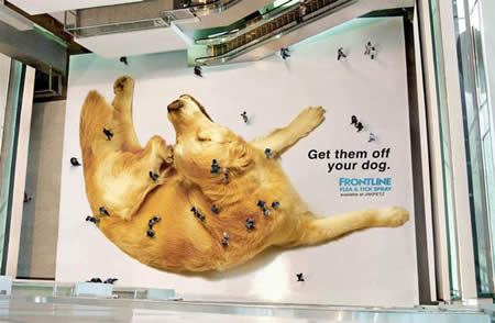 1dog
