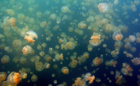 10-milioni-meduzi-vo-ezero1