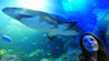 akvarium-vreden-17-mil-evra-povekje