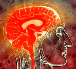 brain.jpg