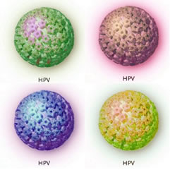 hpv-fakti