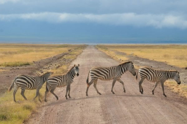 ngorongoro-zivotinski-raj