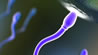 podobri-spermatozoidi-povekje