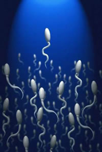 sperma-za-podolg-zivot