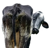 cow