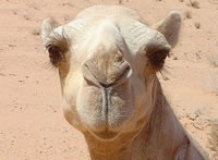 klonirana-prvata-kamila1