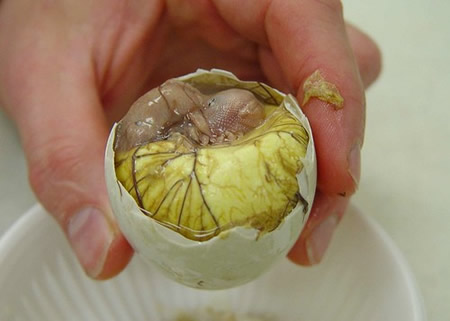 duckfetus