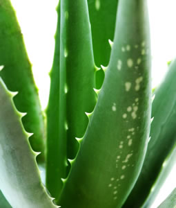 blagodetite-od-aloe-vera